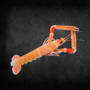 Langoustine